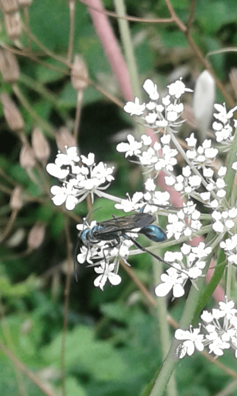 Chalybion sp. (Sphecidae)? S, C. bengalense (verosimilmente)